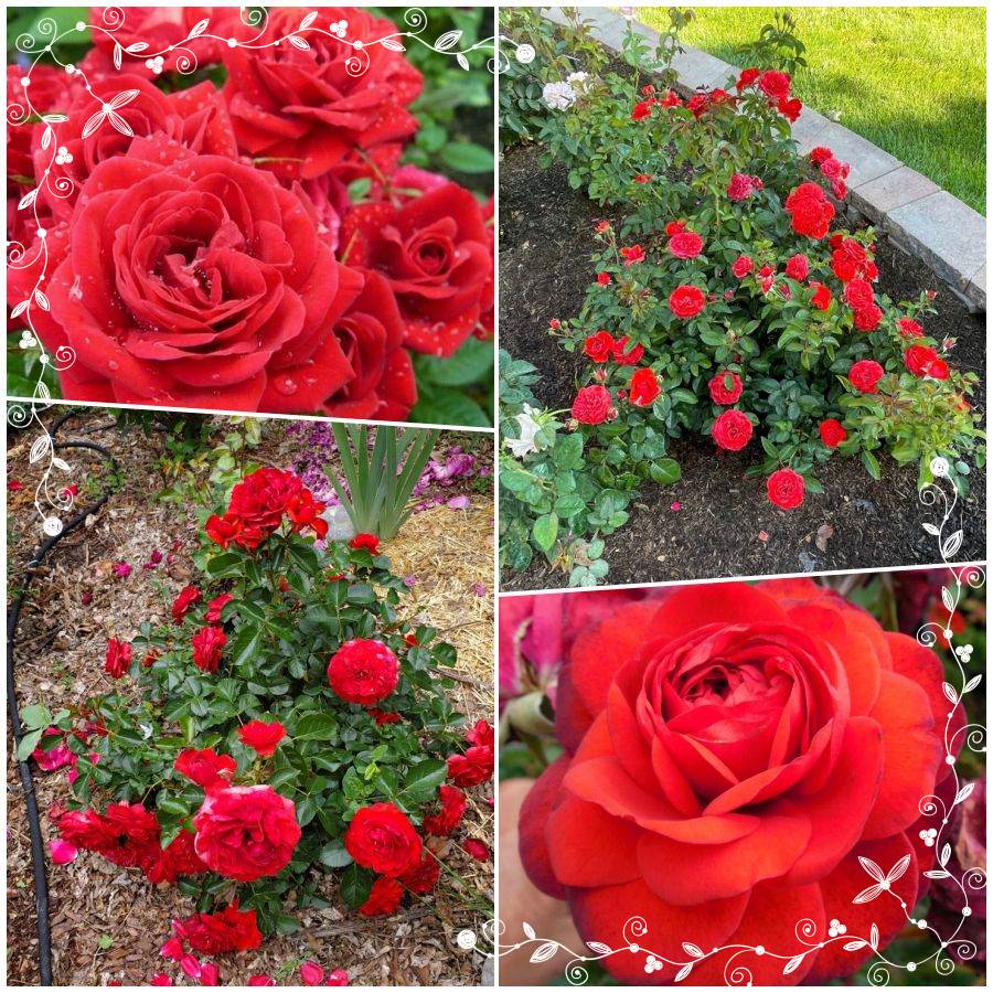 Scarlet Bonica róża rabatowa